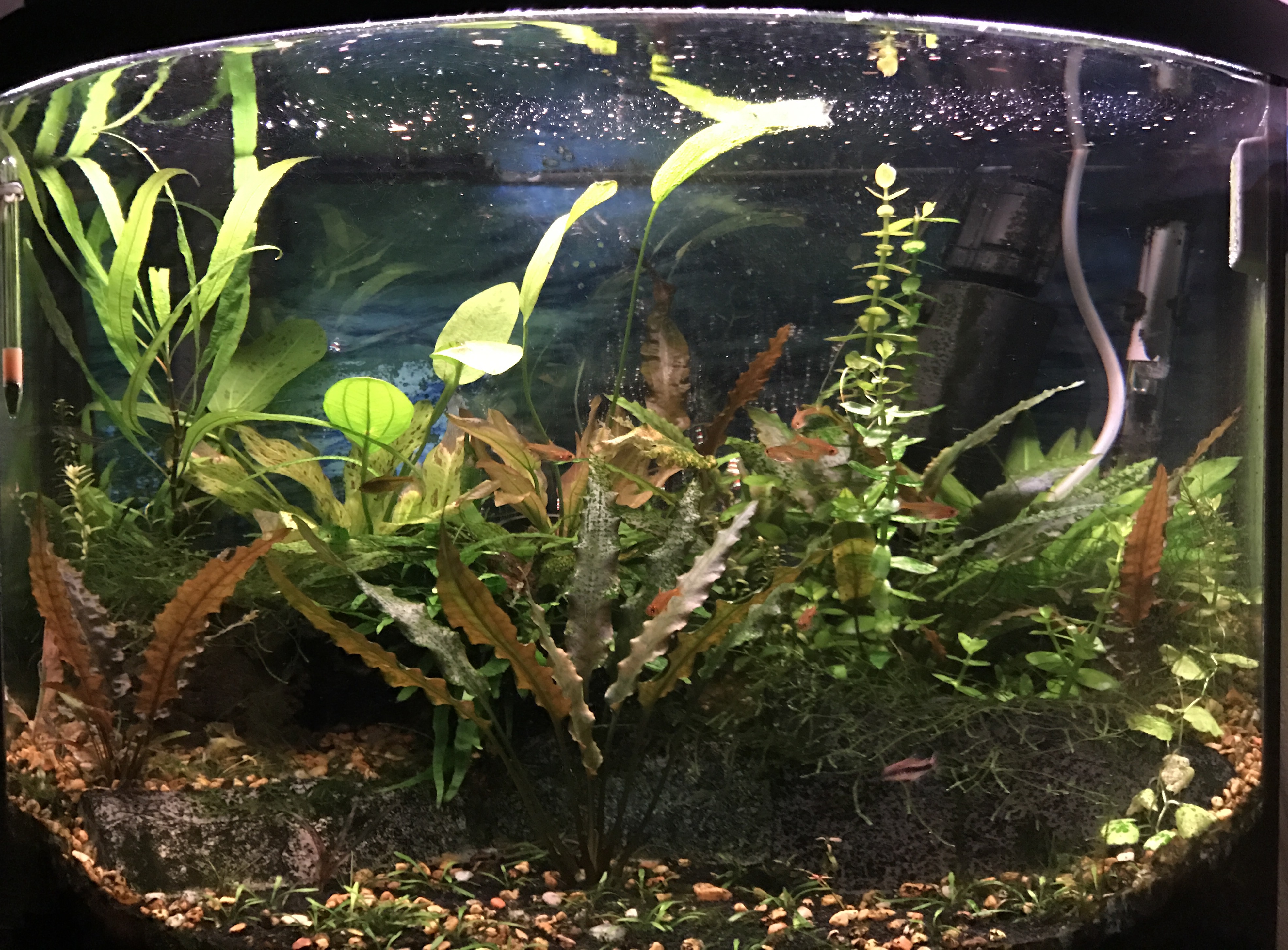 16 gallon tank – Raph's Website